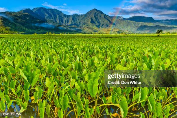 island of kauai in hawaii - taro stock pictures, royalty-free photos & images