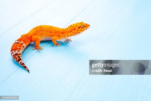 leopard gecko on white - gecko leopard stock pictures, royalty-free photos & images