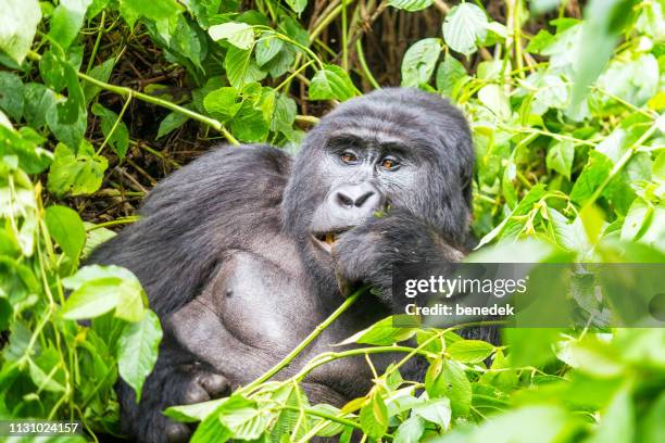 male silverback mountain gorilla in bwindi impenetrable forest uganda - mountain gorilla stock pictures, royalty-free photos & images