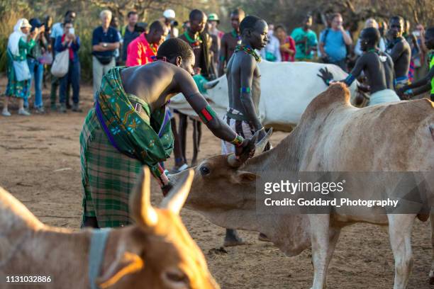 äthiopien: stierspringen - hamer stock-fotos und bilder