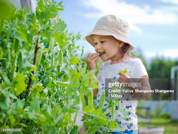 child in the garden gathers eating peas - peas stock pictures, royalty-free photos & images