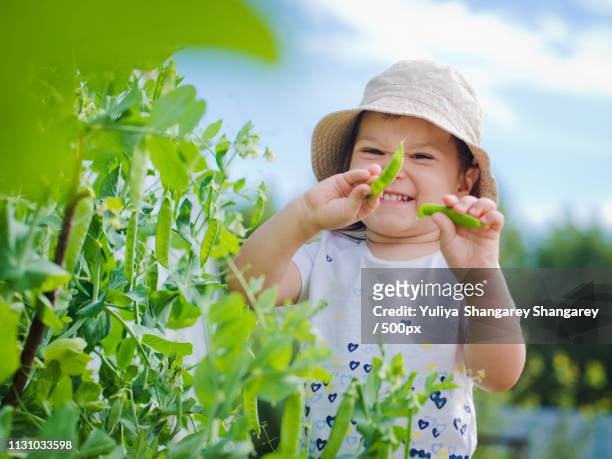 child in the garden gathers eating peas - peas stock pictures, royalty-free photos & images