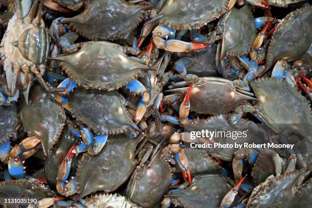 a group of live blue crabs, seen from above - blue crab stock pictures, royalty-free photos & images