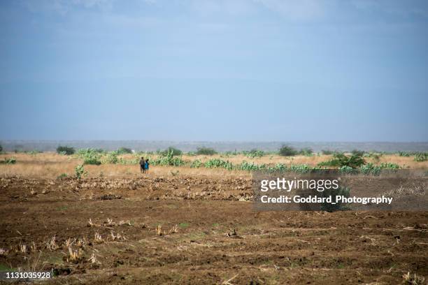 ethiopia: daasanach farming - ethiopian farming stock pictures, royalty-free photos & images