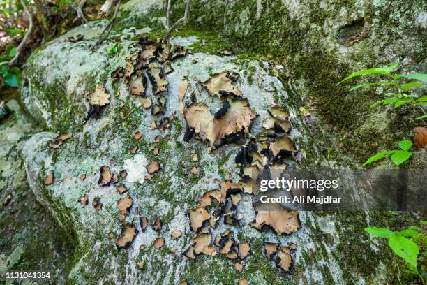 Mushroom Ridges Photos and Premium High Res Pictures - Getty Images