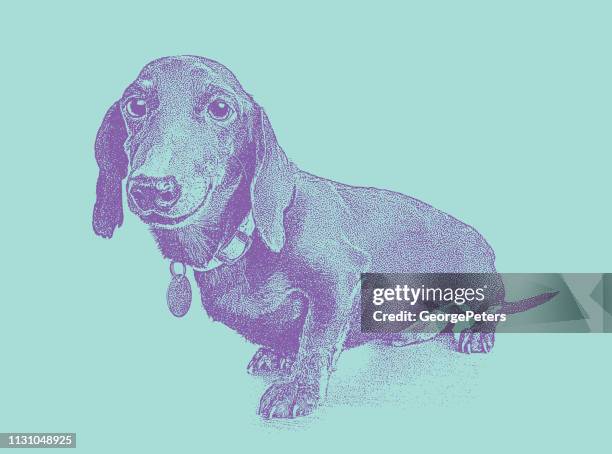 illustrations, cliparts, dessins animés et icônes de crabot de teckel dans l'abri d'animal espérant être adopté - équipement pour animaux de compagnie