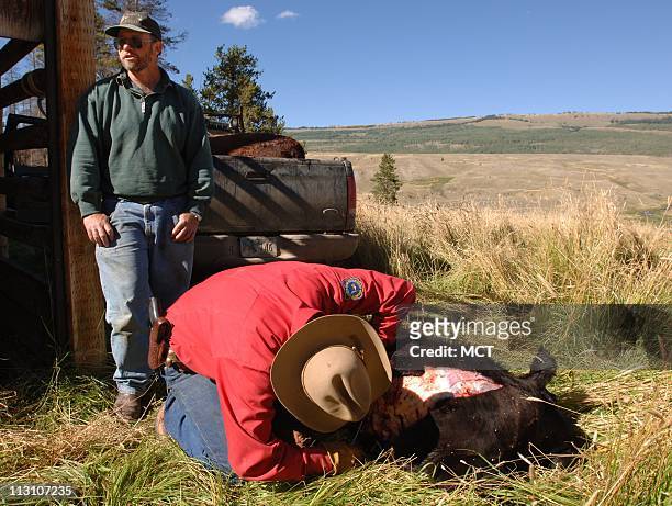 Rancher Albert Sommers, left, looks on as Wyoming Game and Fish Warden Herb "Bubba" Haley skins a calf that was attacked by a grizzly bear. Haley has...