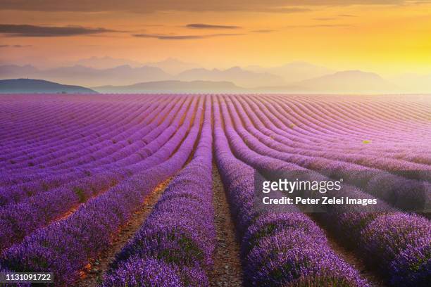lavander field at sunset in provence, france - lavender field france stock-fotos und bilder