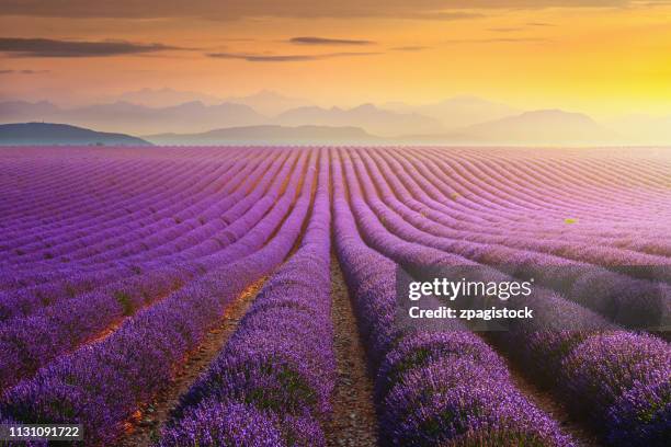 lavander field at sunset in provence, france - french lavender stock pictures, royalty-free photos & images