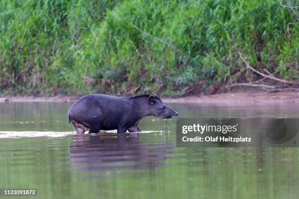Tapir Rio 19 Danto River Stock Photos, High-Res Pictures, and Images - Getty Images