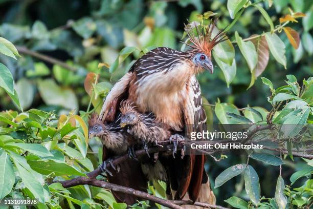 hoatzin (opisthocomus hoazin), sits with two chicks in a tree, rainforest at oxbow-lake, peru - hoatzin stock pictures, royalty-free photos & images