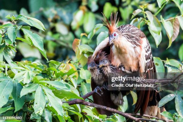 hoatzin (opisthocomus hoazin), sits with two chicks in a tree, rainforest at oxbow-lake, peru - hoatzin stock pictures, royalty-free photos & images