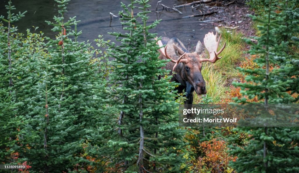 Elk (Alces alces) looks through trees, Upper Two Medicine Lake, Glacier National Park, Montana, USA
