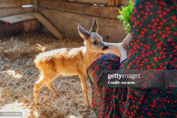 woman about to feed fawn - roe deer female stock pictures, royalty-free photos & images