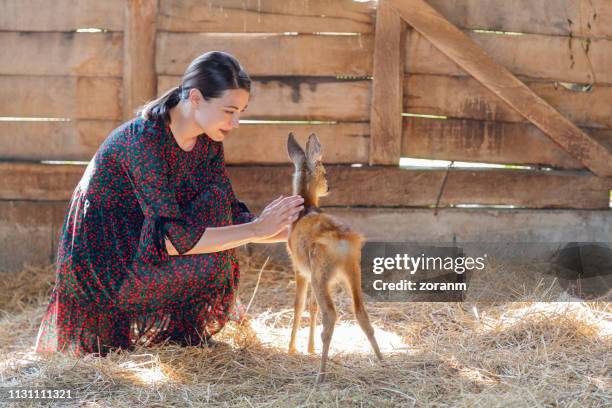 woman taming fawn - roe deer female stock pictures, royalty-free photos & images