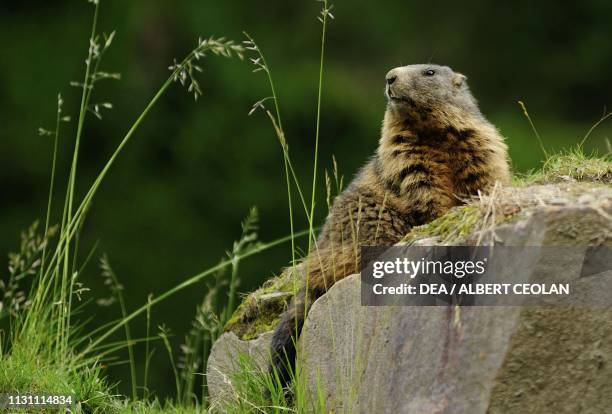 Marmot , Wild and Adventure Park Ferleiten, Austria.