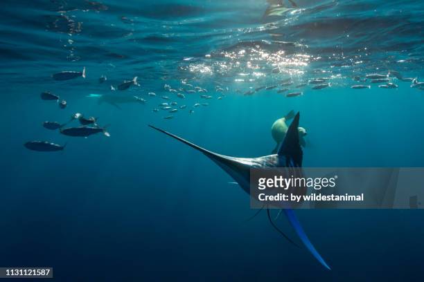 striped marlin and sea lions feeding on sardines in the magdalena bay area off the pacific coast of baja california, mexico. - marlins stock pictures, royalty-free photos & images