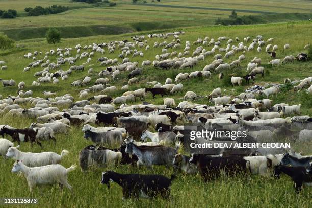 Grazing sheep and goats, Bukovina, Moldavia, Romania.