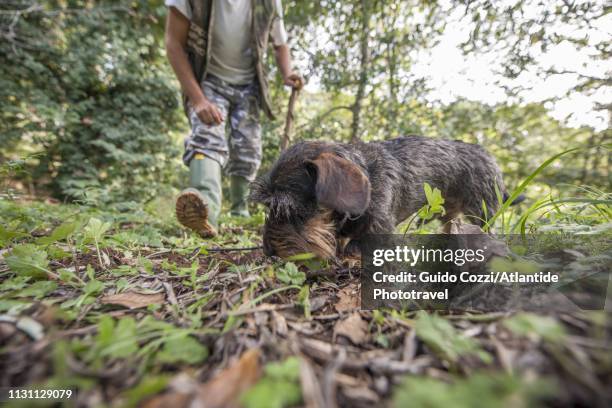 training of a dog for truffle hunting - san miniato stockfoto's en -beelden