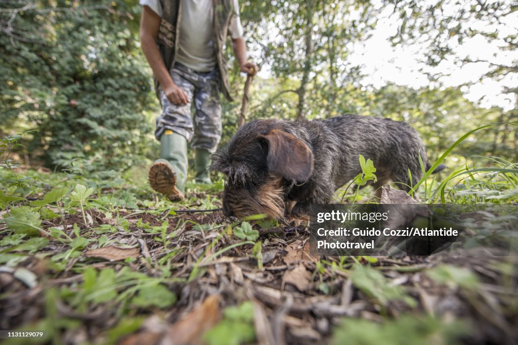 Training of a dog for truffle hunting
