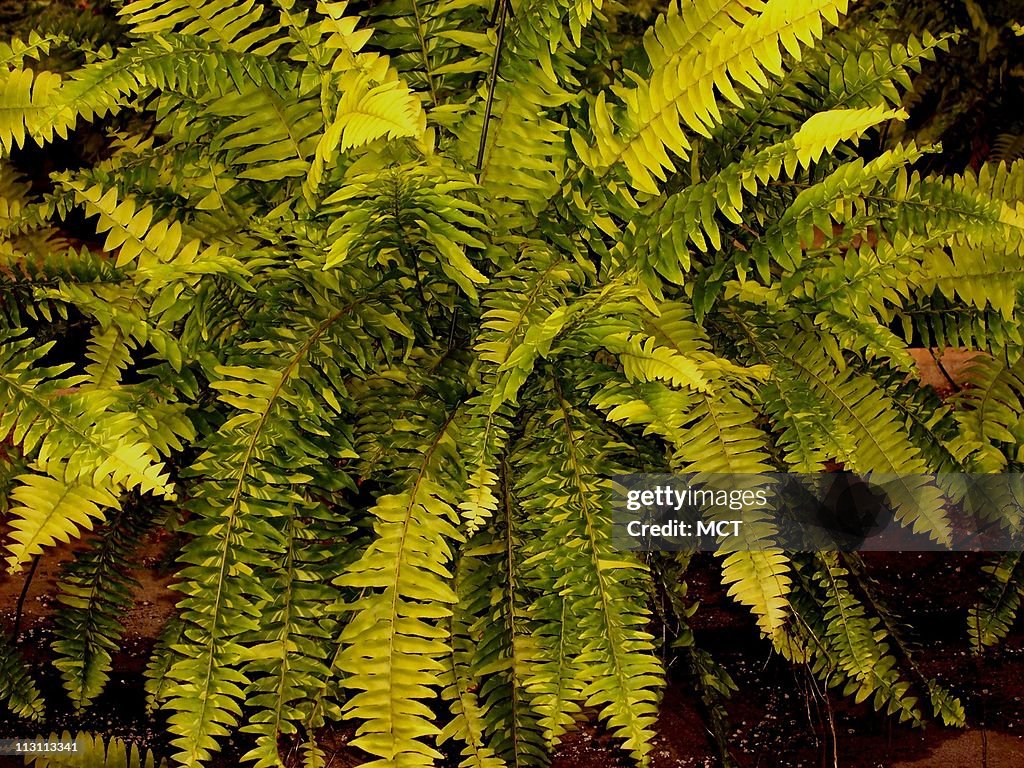 The Tiger Fern is perfect for porches and patios. These trop
