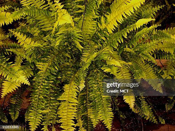The Tiger Fern is perfect for porches and patios. These tropical treasures get their incredible beauty from the variegation that resembles a tiger's...