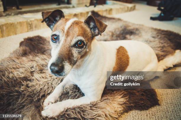 porträtt av en senior jack russell terrier hund - jack russel terrier bildbanksfoton och bilder