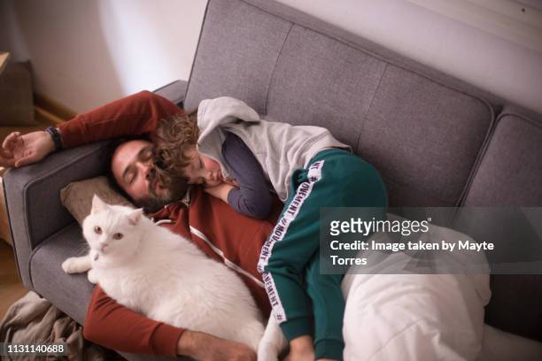 dad with toddler and cat taking a nap - tier familie stock-fotos und bilder