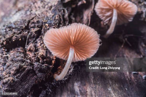 mushroom - 健保和醫療 stock pictures, royalty-free photos & images