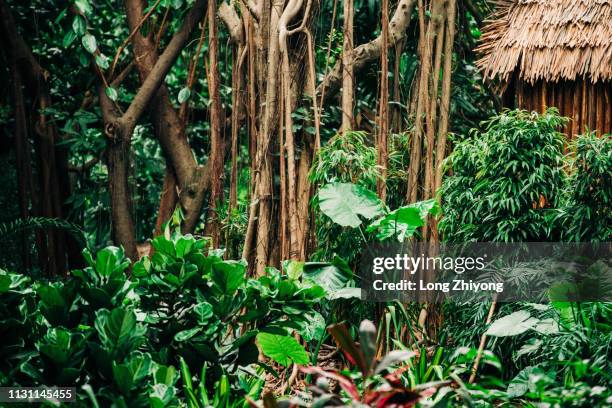 green forest - 環境保護 fotografías e imágenes de stock