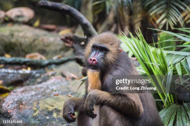 mandrill closeup - 注視鏡頭 stock-fotos und bilder