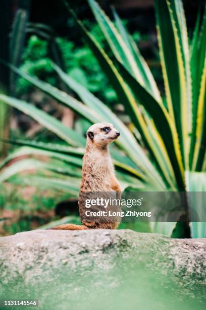 meerkat - 看 stock pictures, royalty-free photos & images