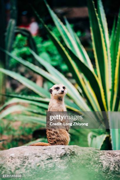 meerkat - 動物園 fotografías e imágenes de stock