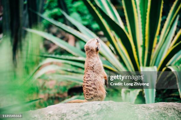 meerkat - 動物園 - fotografias e filmes do acervo