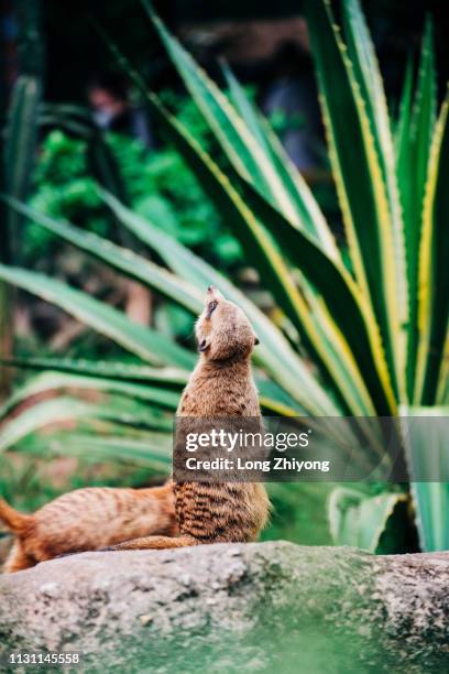 meerkat - 動物園 - fotografias e filmes do acervo