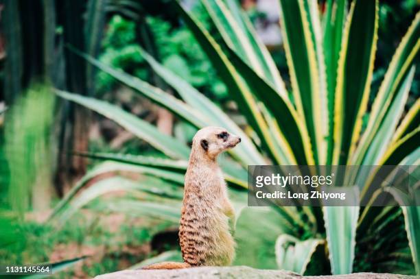 meerkat - 動物園 - fotografias e filmes do acervo