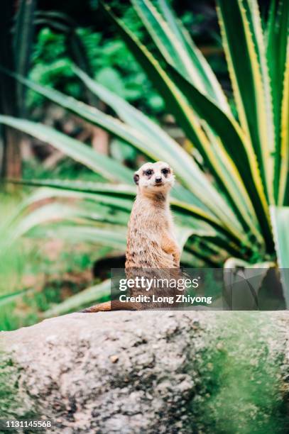 meerkat - 動物園 fotografías e imágenes de stock