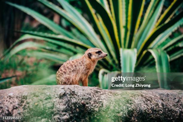 meerkat - 動物園 - fotografias e filmes do acervo