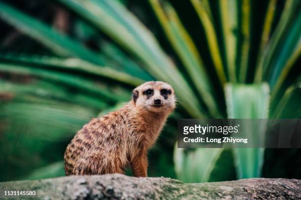 meerkat - 動物園 fotografías e imágenes de stock