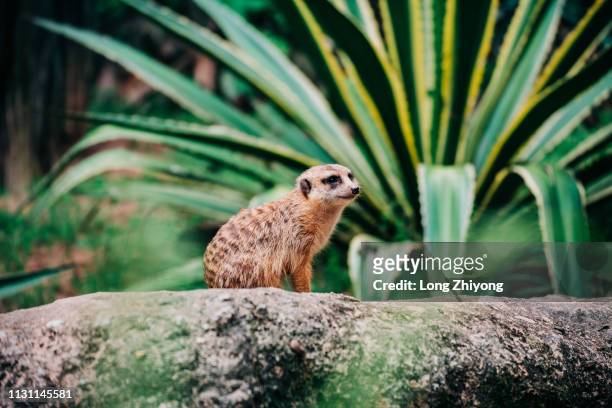 meerkat - 動物園 stock pictures, royalty-free photos & images