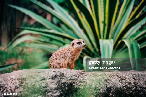 meerkat - 動物園 - fotografias e filmes do acervo