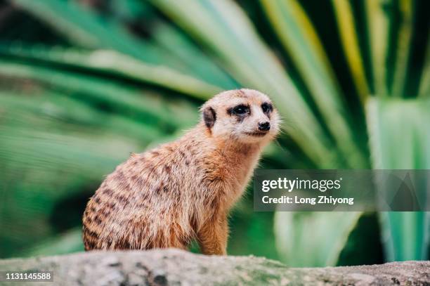 meerkat - 動物園 stock pictures, royalty-free photos & images