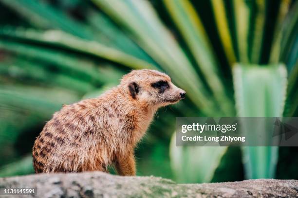 meerkat - 動物園 stock pictures, royalty-free photos & images