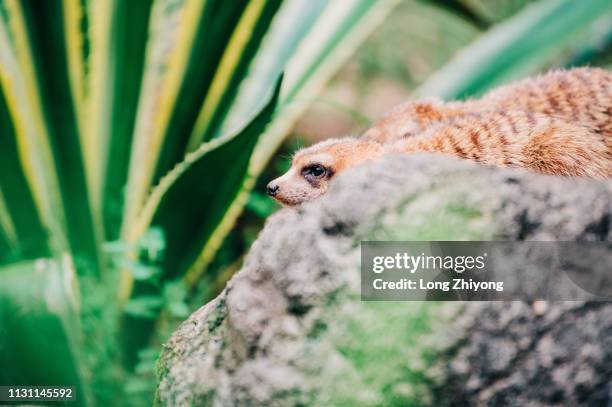 meerkat - 動物園 fotografías e imágenes de stock