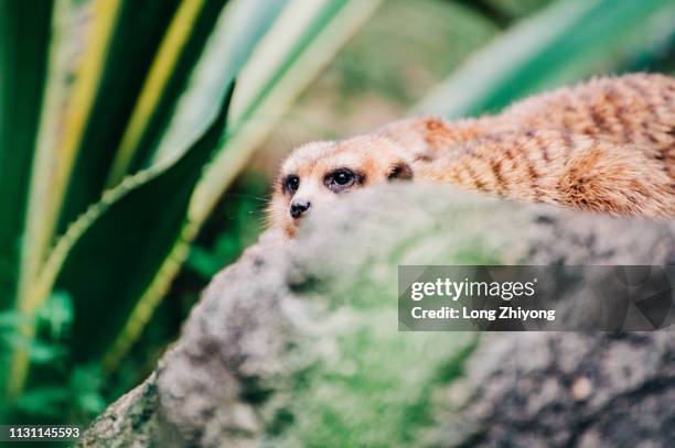 meerkat - 看 stock pictures, royalty-free photos & images