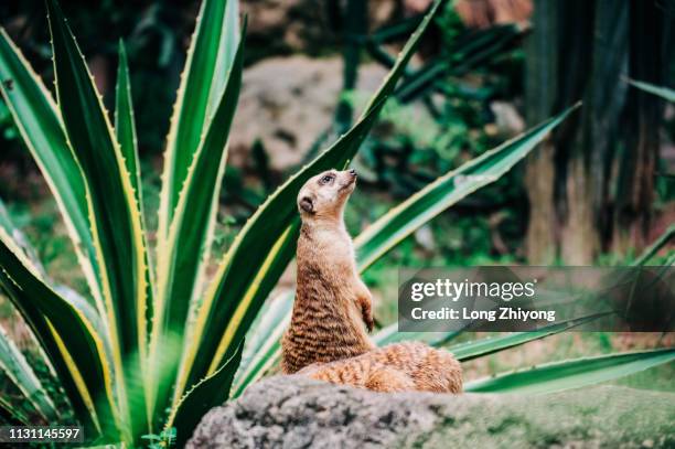 meerkat - 動物園 fotografías e imágenes de stock