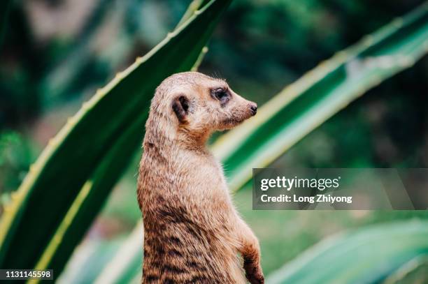 meerkat - 動物園 stock pictures, royalty-free photos & images