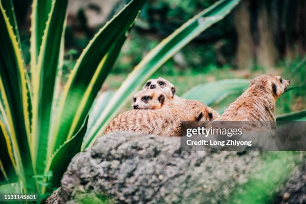 meerkat - 動物園 fotografías e imágenes de stock