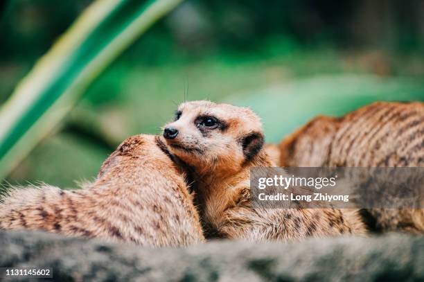 meerkat - 動物園 fotografías e imágenes de stock