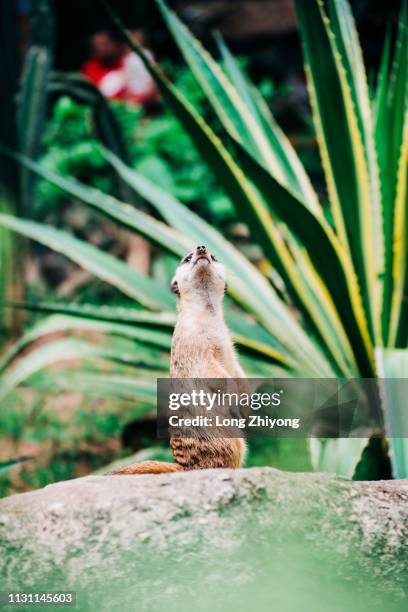 meerkat - 動物園 - fotografias e filmes do acervo